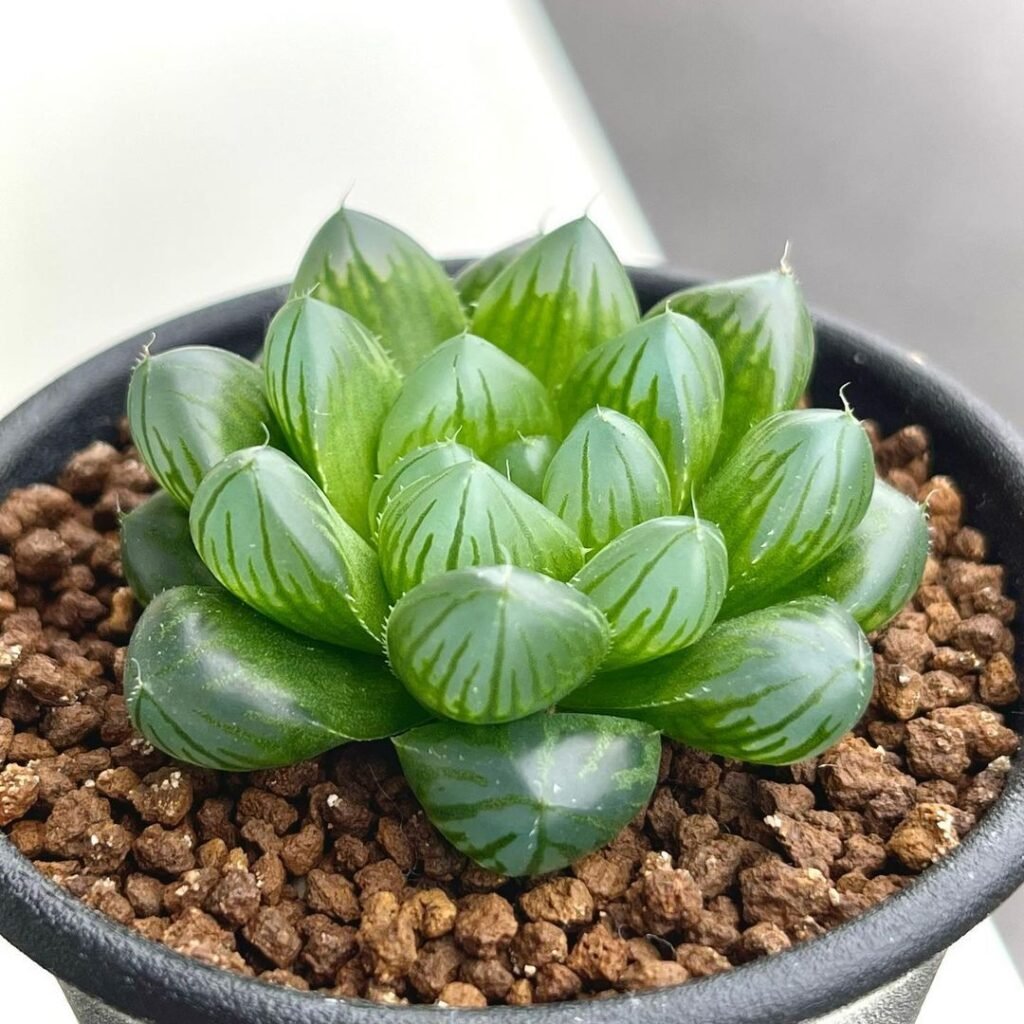 *Haworthia cooperi* is a small succulent known for its rosette of fleshy, translucent green leaves that have a unique, bubble-like appearance. Haworthia Cooperi