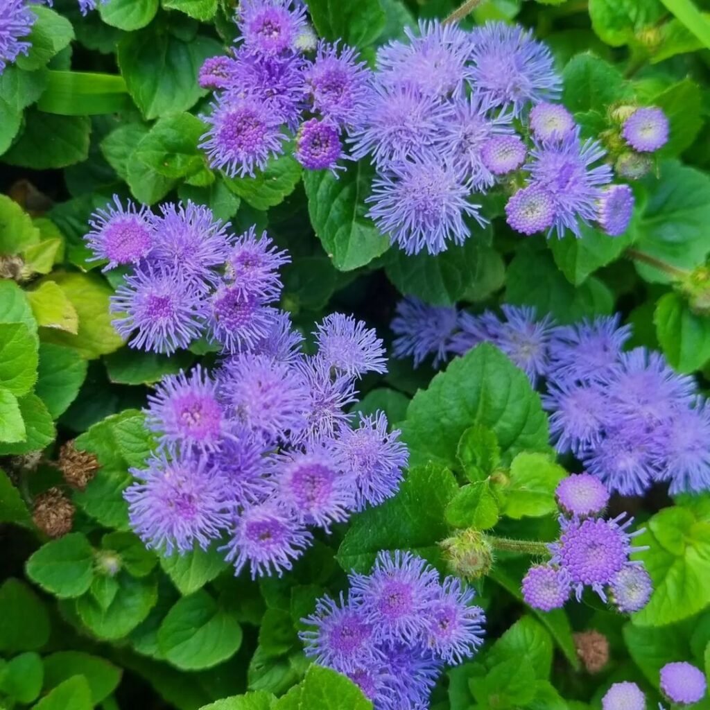 Ageratum is a low-growing annual plant known for its fluffy, cushion-like flowers in shades of blue, purple, pink, or white, making it a popular choice for borders and container gardens.