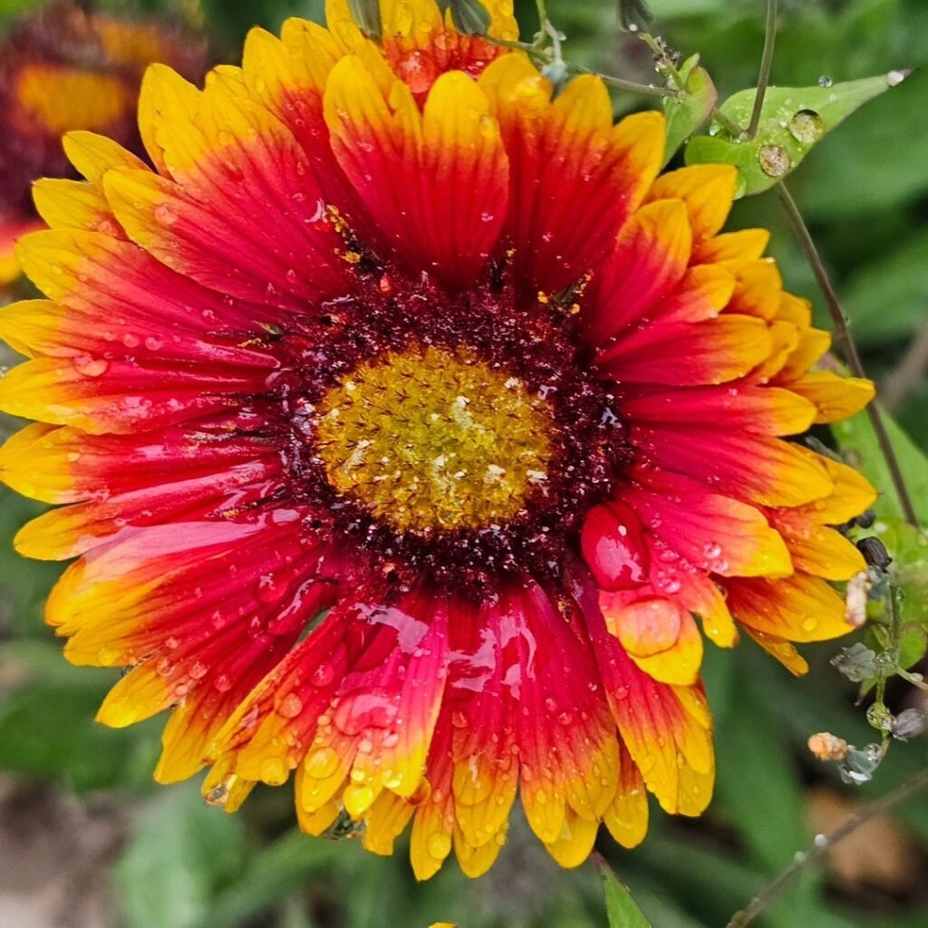 Gaillardia, or blanket flower, is a hardy perennial known for its bright, daisy-like blooms in warm shades of red, yellow, and orange, thriving in full sun and attracting pollinators to gardens.