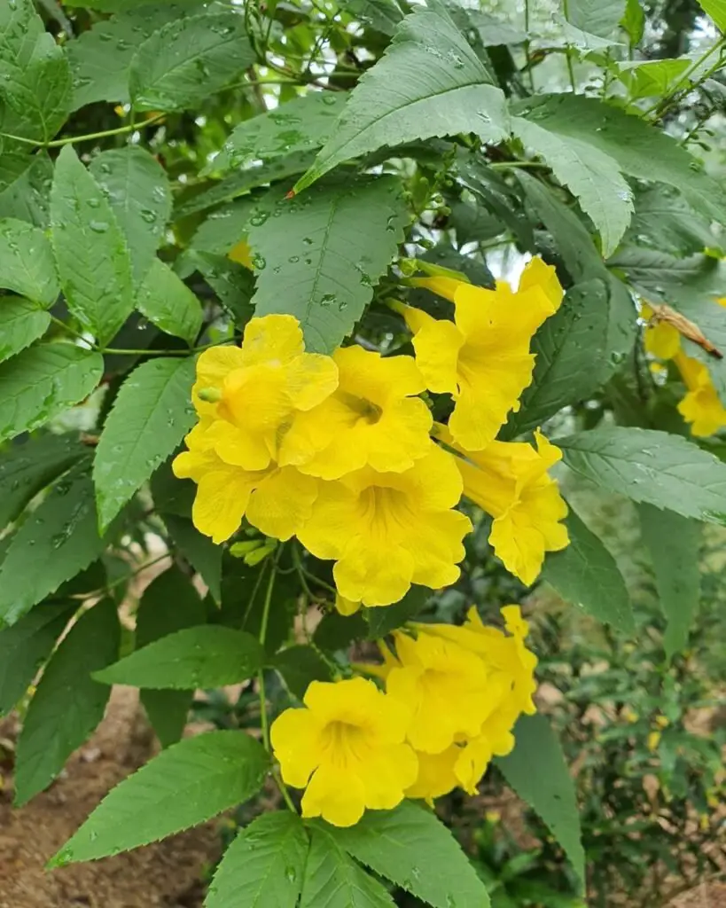 Yellow Elder (*Tecoma stans*) is a vibrant, flowering shrub known for its trumpet-shaped, bright yellow flowers that bloom profusely, attracting hummingbirds and butterflies, and thriving in warm, sunny climates.