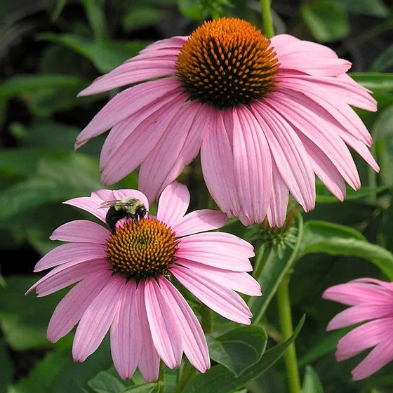 Coneflowers, or Echinacea, are resilient, drought-tolerant perennials with distinct purple or pink petals and prominent central cones, known for attracting pollinators and their medicinal properties.