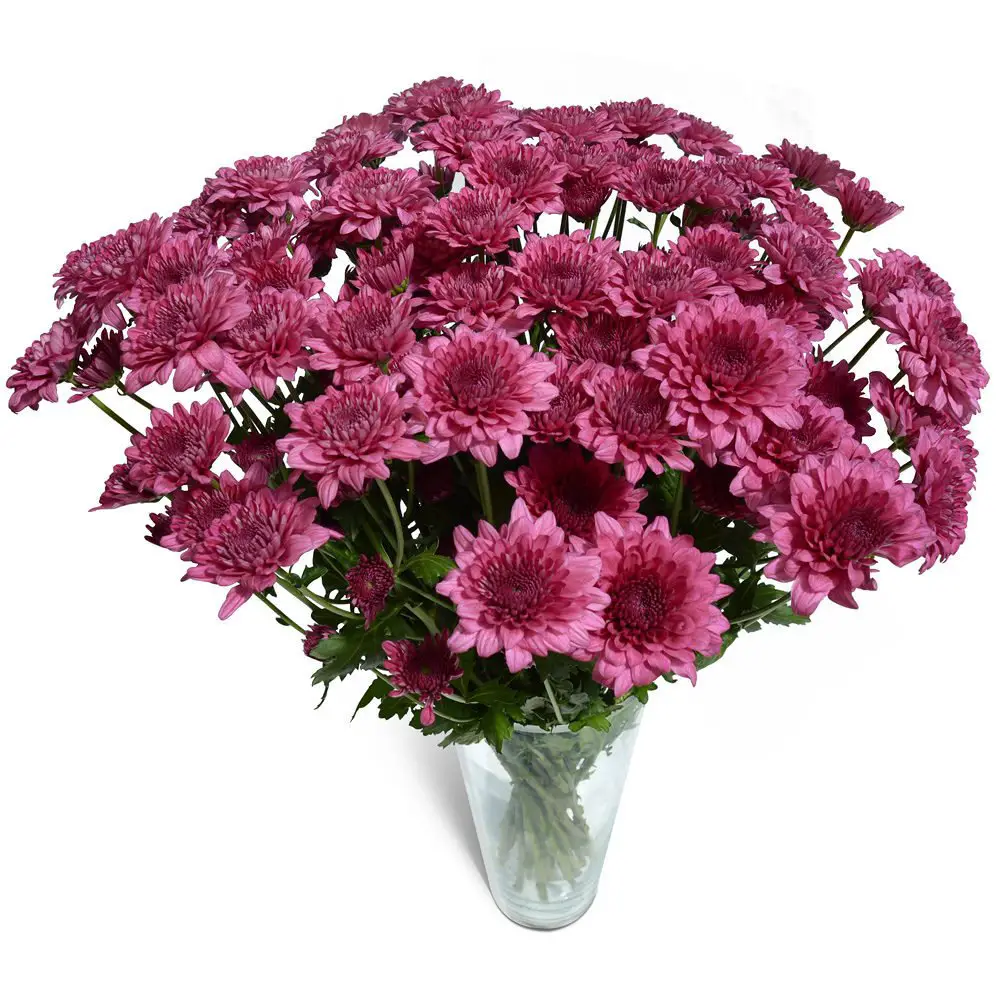 Purple chrysanthemum flower bouquets symbolize elegance and admiration, adding a vibrant, regal touch to floral arrangements.