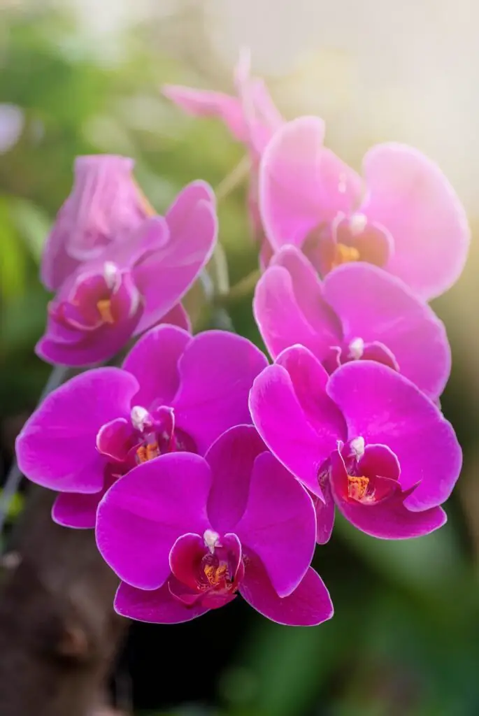 1. Hawaiian Violet (Viola chamissoniana)