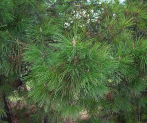 Pinus_radiata_foliage.jp