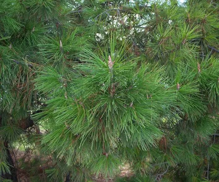 Pine Trees: The Majestic Evergreens of Nature