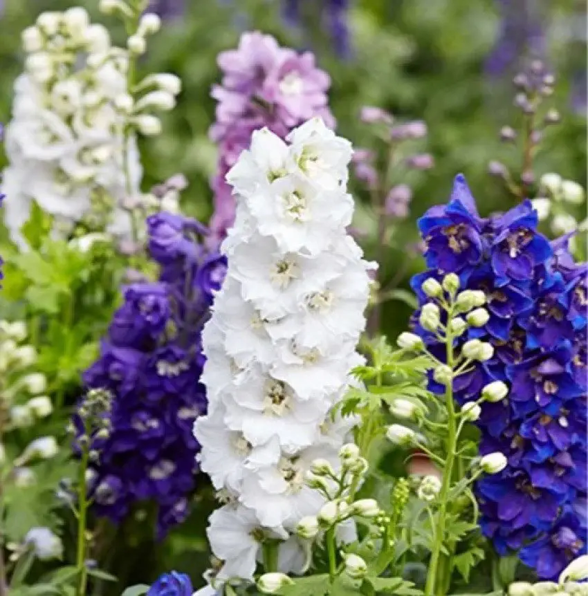 Larkspur (Delphinium) is a tall, graceful annual or perennial known for its vibrant spikes of flowers in shades of blue, purple, pink, and white, thriving in full sun and well-draining soil.