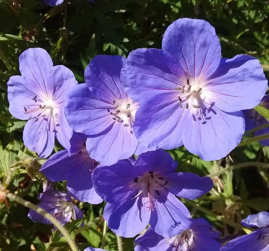 Hardy Geraniums, also known as Cranesbills, are resilient perennials with delicate, five-petaled blooms in shades of pink, purple, or blue, thriving in various conditions and ideal for ground cover or garden borders.