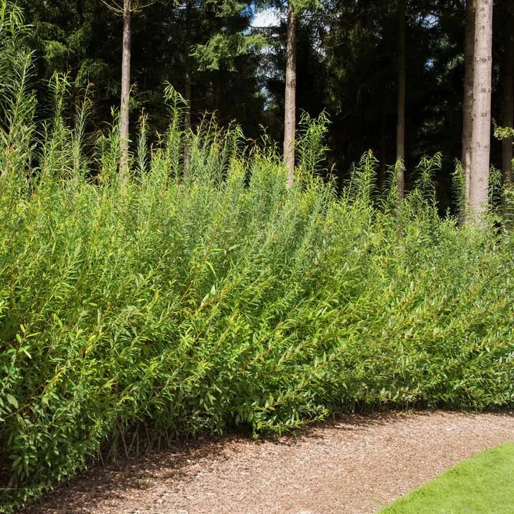 A lush Hybrid Willow hedge thriving in the center of a vibrant garden, showcasing its greenery and natural beauty.