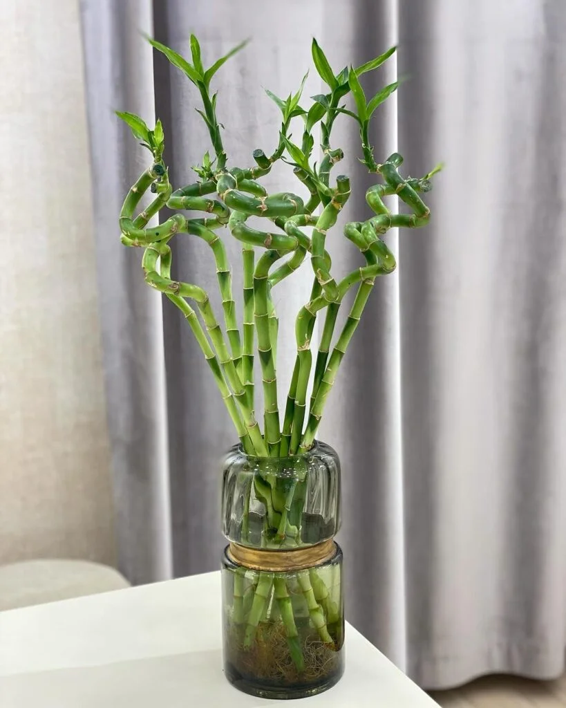 14. Lucky Bamboo (Dracaena sanderiana)