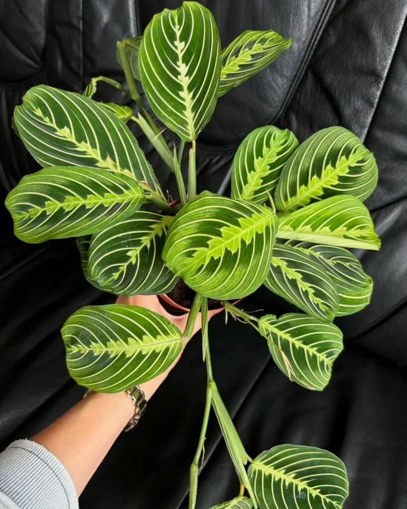 17. Prayer Plant (Maranta leuconeura)