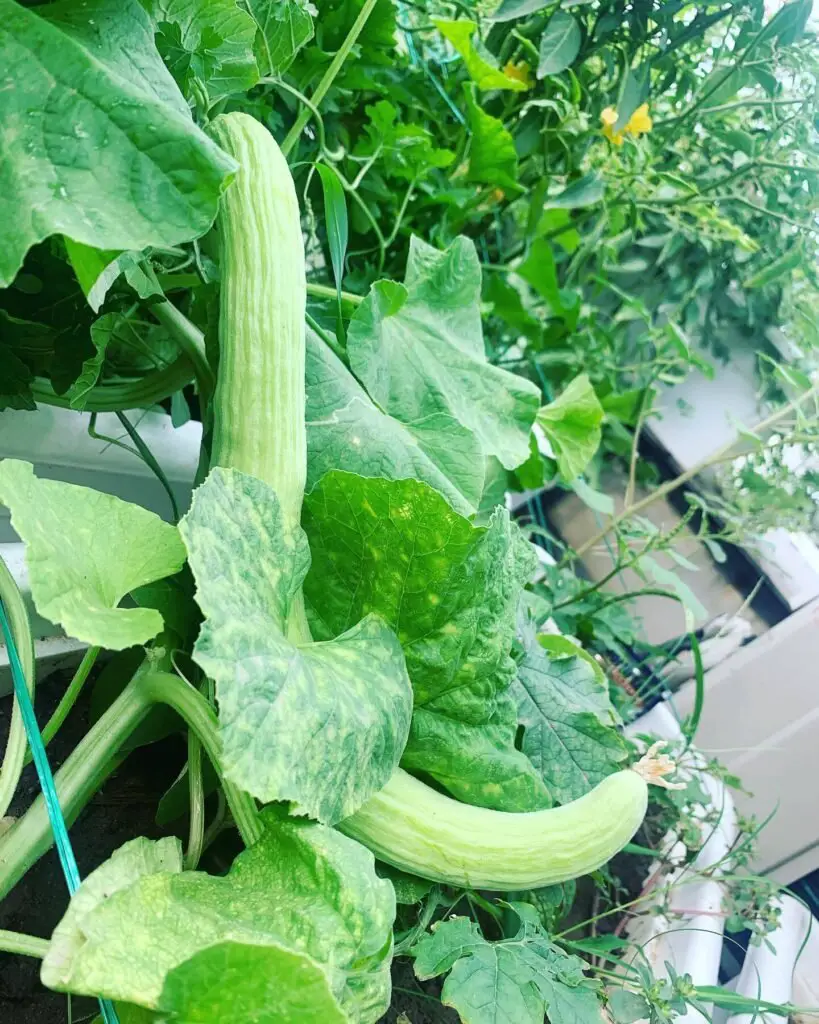 Armenian cucumber, also known as snake melon, is a long, slender fruit with a mild, crisp flavor, thriving in warm climates with full sun and well-draining soil.