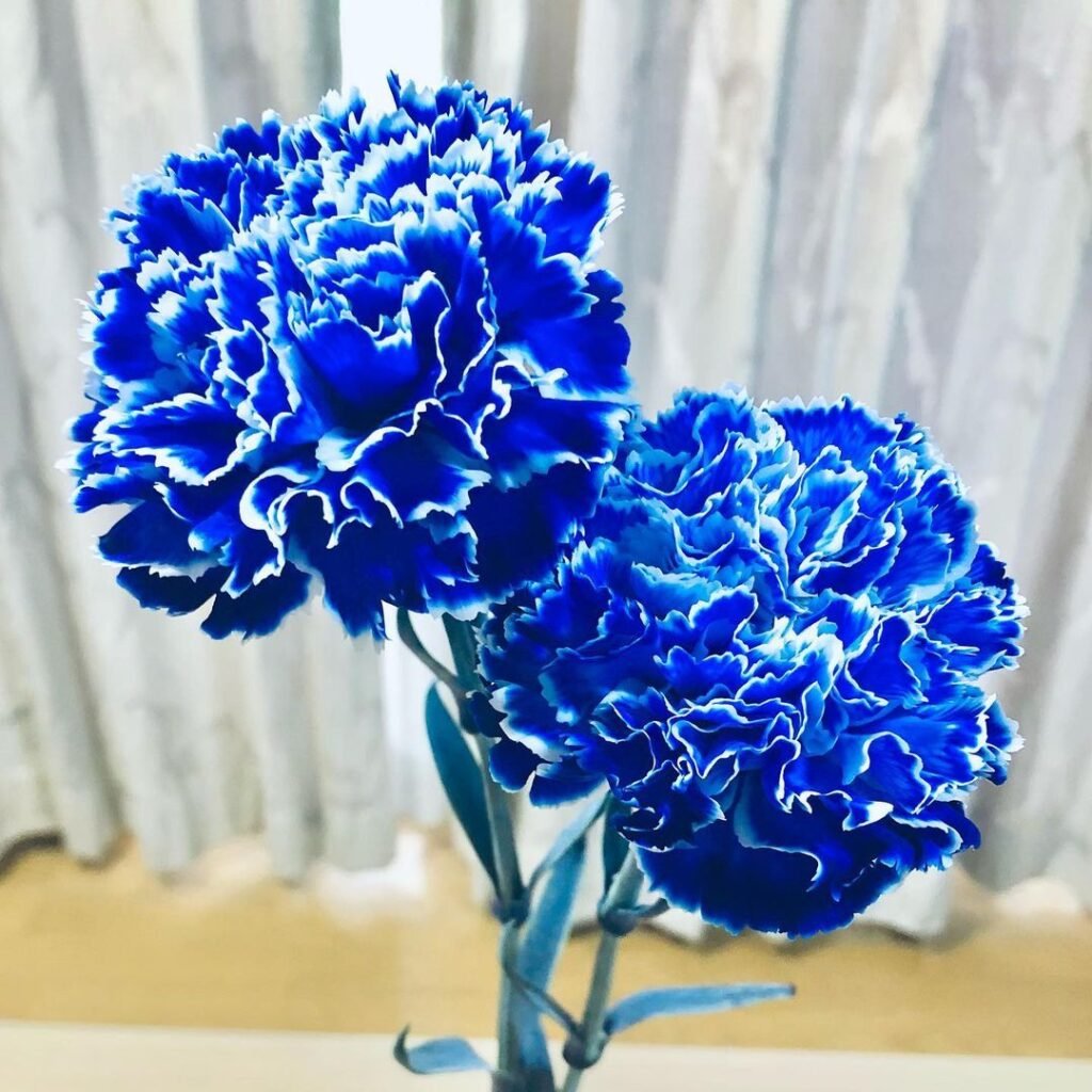 Blue carnations are unique, often dyed flowers known for their vibrant blue color and long-lasting blooms, symbolizing tranquility and love.