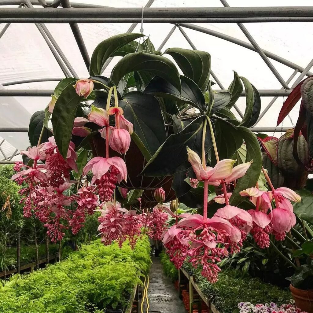 Medinilla magnifica is a tropical plant known for its large, showy pink flowers that hang in clusters, thriving in bright, indirect light and high humidity, making it a striking houseplant.