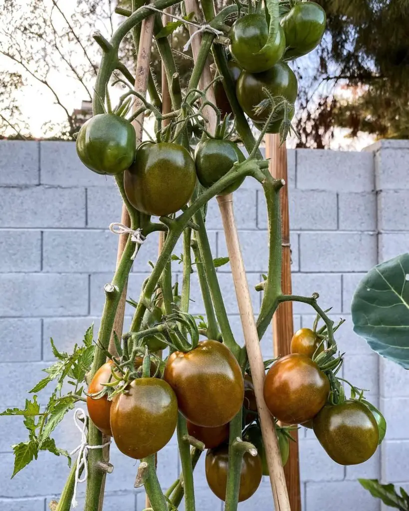 Black Prince Tomato is a unique heirloom variety with deep reddish-brown skin and a rich, sweet flavor, thriving in full sun and well-draining soil.