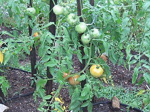 Celebrity is a popular hybrid tomato variety known for its medium-sized, round fruits, exceptional disease resistance, and balanced flavor,