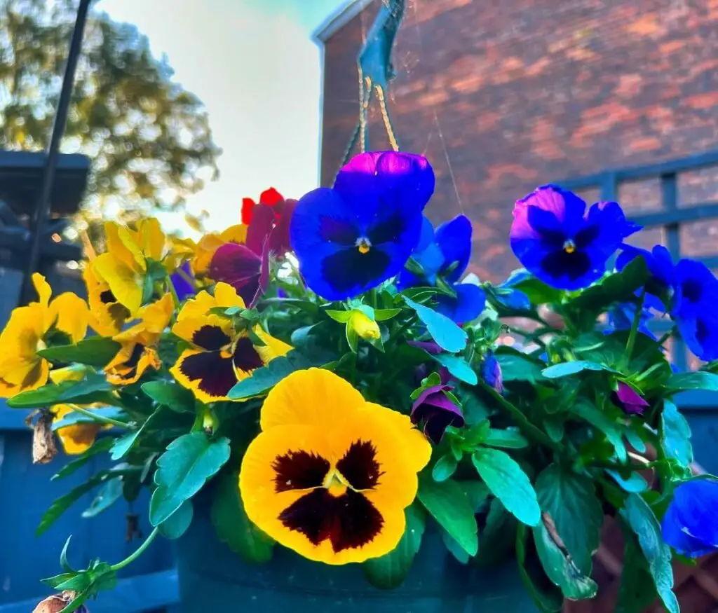 Winter Pansies