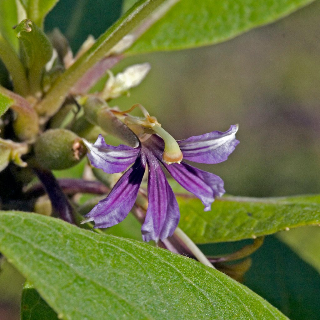 4. Beach Naupaka (Scaevola taccada)