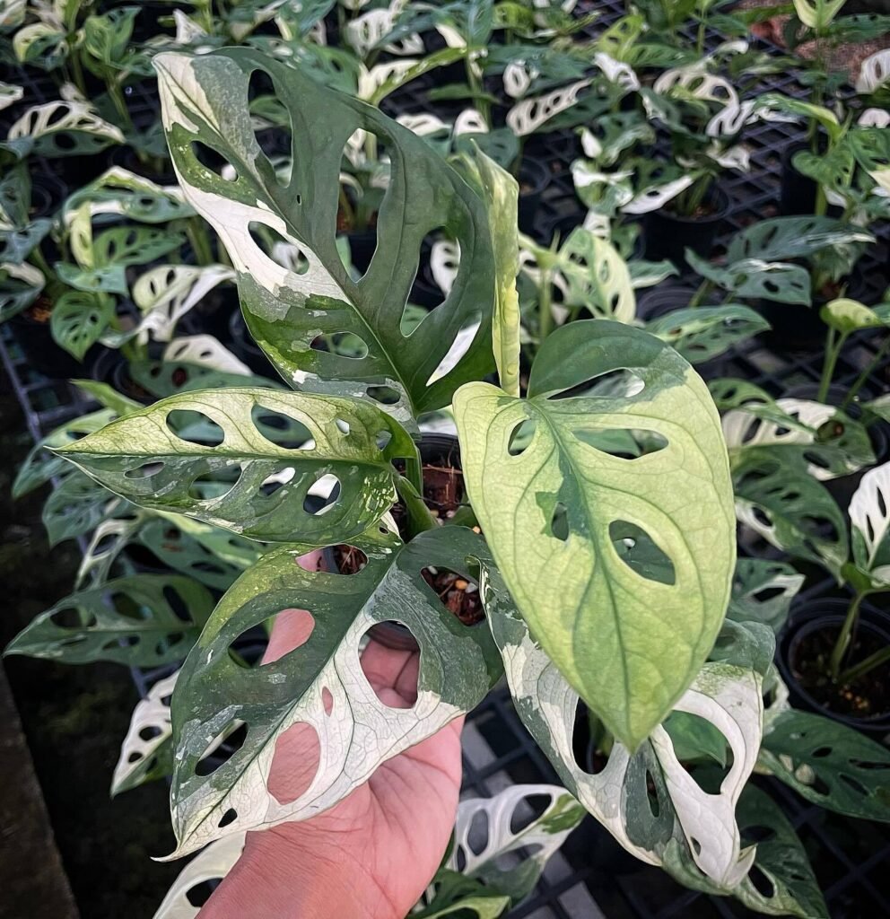 Variegated plants are known for their distinctive foliage with patterns of multiple colors, often featuring a mix of green with white, yellow, or cream, adding visual interest to gardens and indoor spaces.