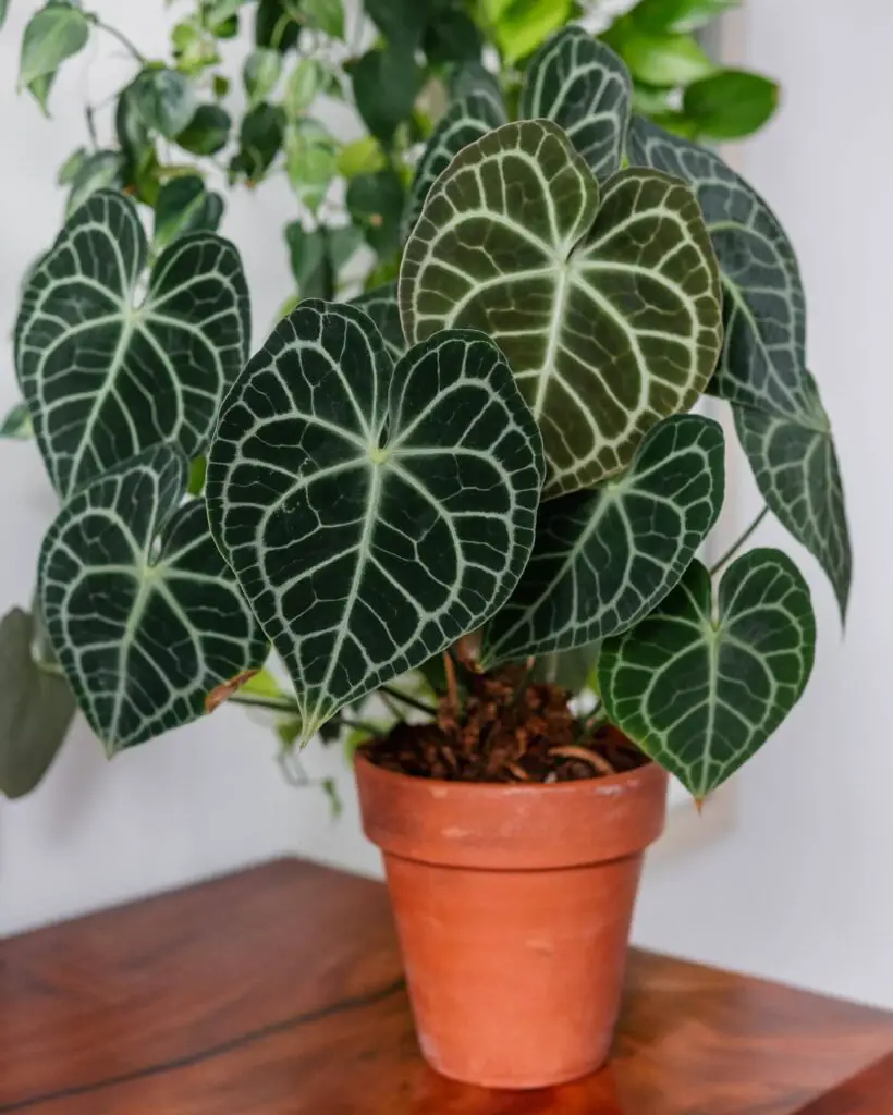 Anthurium clarinervium is a striking tropical plant known for its heart-shaped, velvety dark green leaves with prominent white veins, thriving in bright, indirect light and humid conditions.