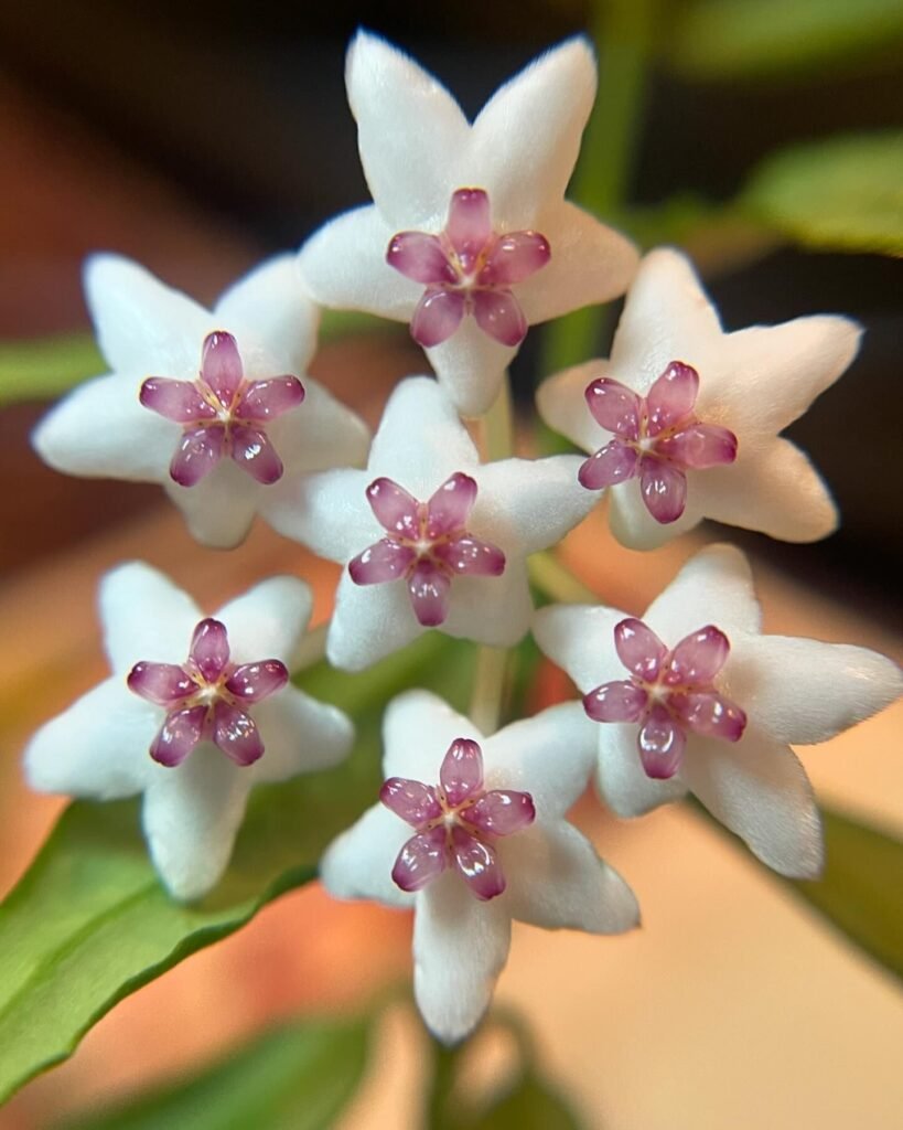 Hoya Bella is a compact, vining plant known for its waxy, star-shaped flowers and lush green leaves, thriving in bright, indirect light and well-draining soil.