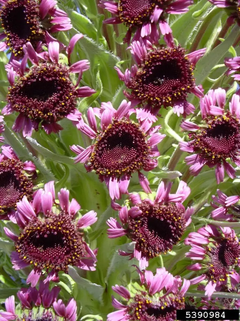 Hawaiian Silversword (Argyroxiphium sandwicense)