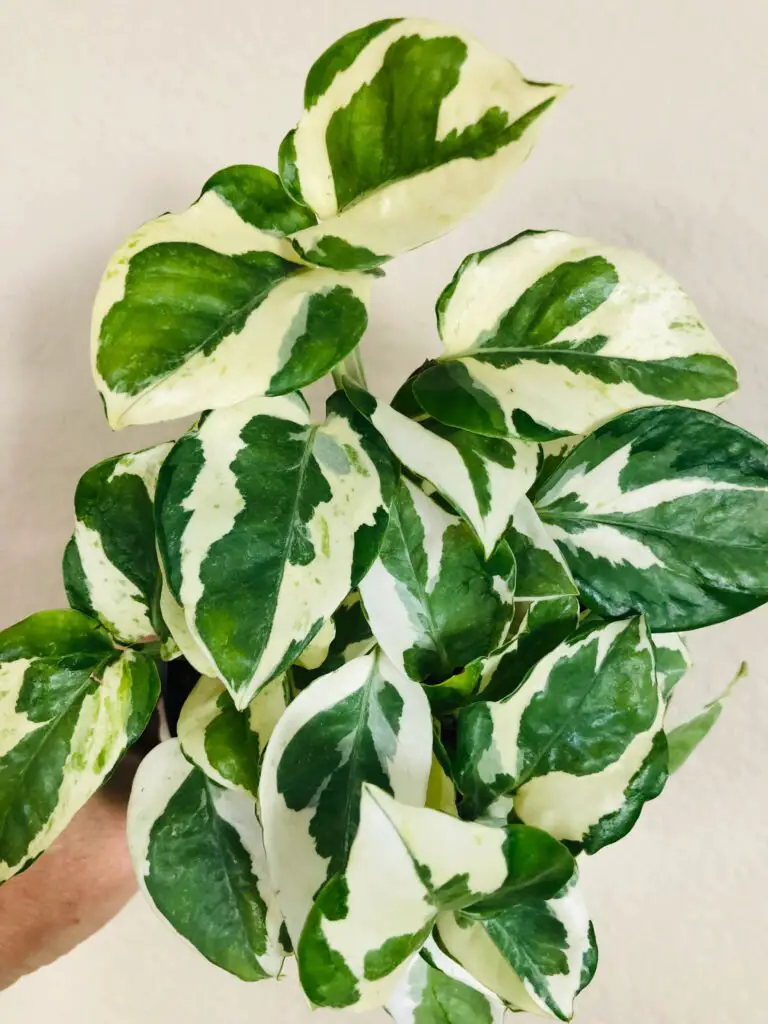 Pothos 'N'Joy' is a compact, variegated houseplant with heart-shaped leaves featuring creamy white and green patterns, thriving in low to bright indirect light and requiring minimal care.