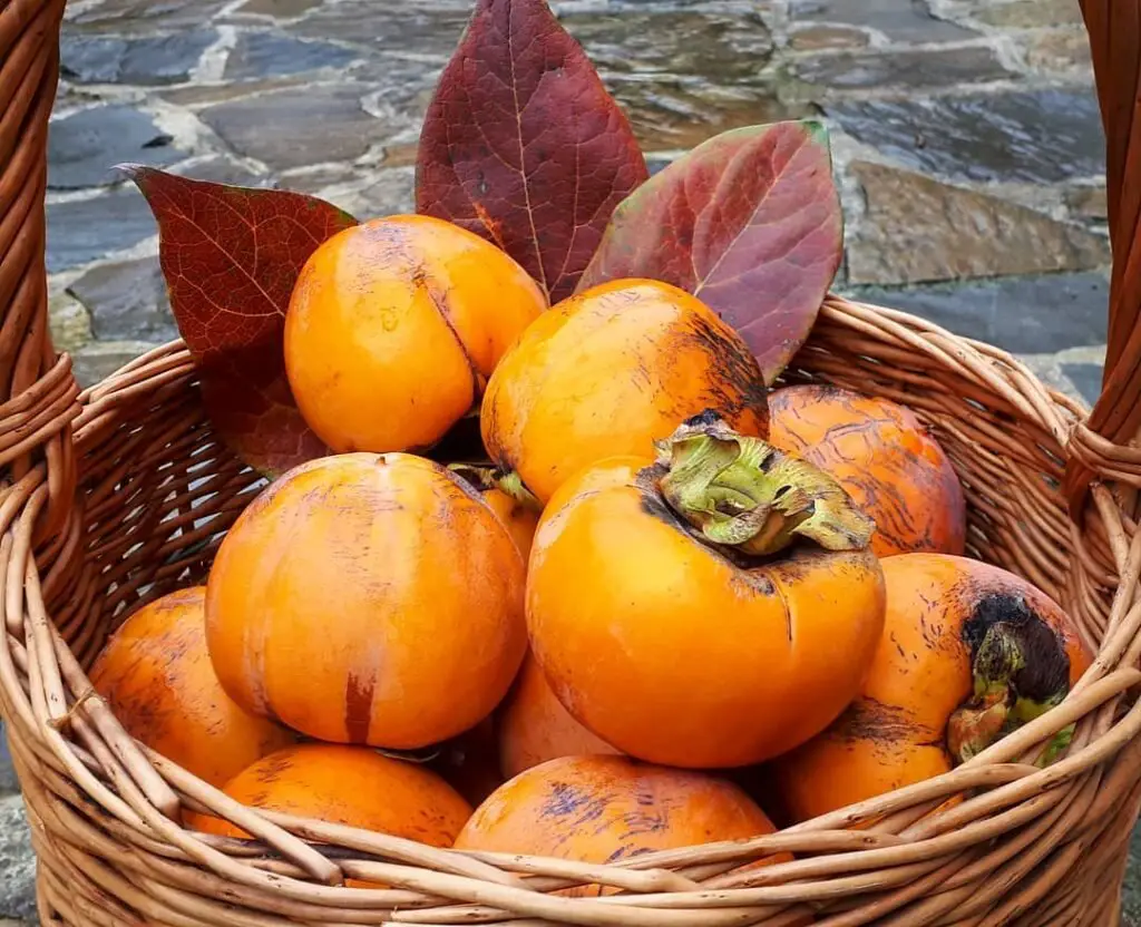 Persimmons are sweet, honey-flavored fruits that thrive on trees in warm, temperate climates, requiring well-draining soil and full sun to produce their vibrant orange, nutrient-rich fruit.