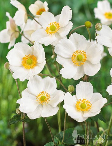 'Honorine Jobert' is a classic white Japanese anemone known for its elegant, pure white blooms with yellow centers, thriving in partial shade and well-draining soil, and blooming from late summer to fall.