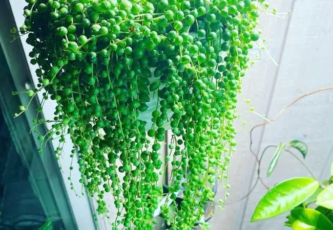 8 Essential Tips for Thriving String of Pearls Plants