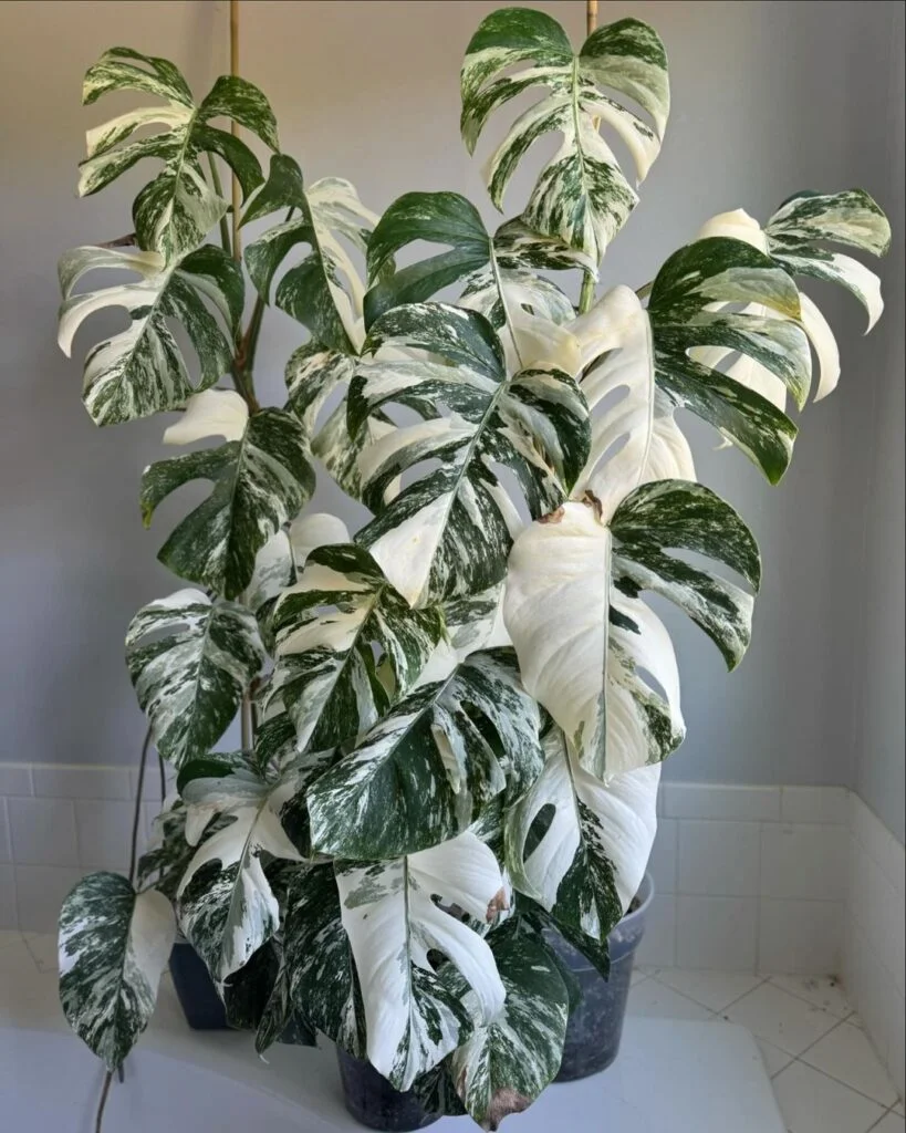 9. Monstera deliciosa