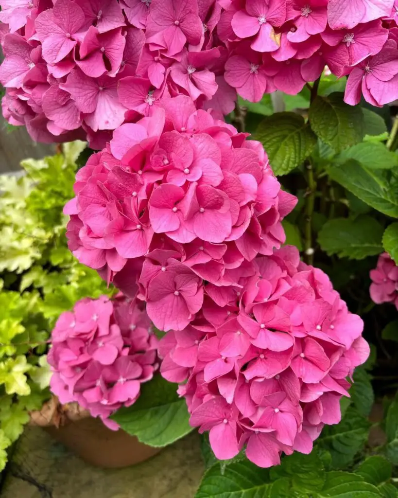 Hydrangeas are flowering shrubs known for their large, globe-like blooms that range in color from blue to pink to white, depending on soil pH, thriving in partial shade and moist, well-drained soil.