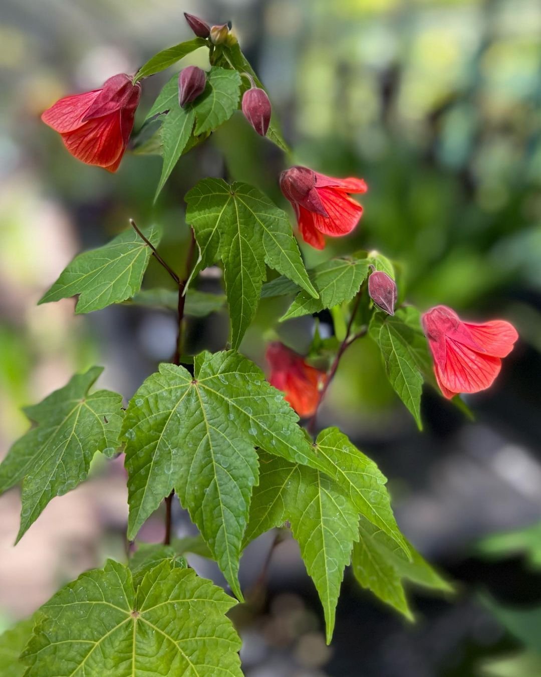 A vibrant Abutilon plant featuring striking red flowers amidst lush green leaves.