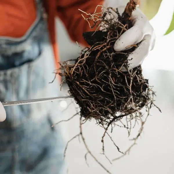 Money Tree repotting