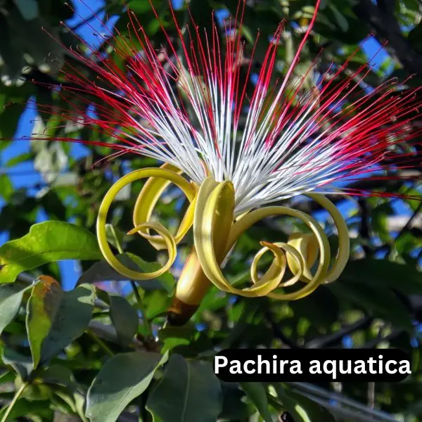 Pachira aquatica Money Tree