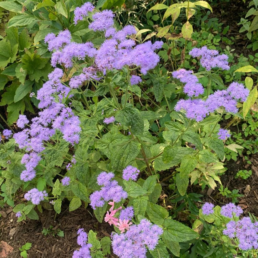 Ageratum plant with vibrant purple flowers blooming in a lush garden setting.