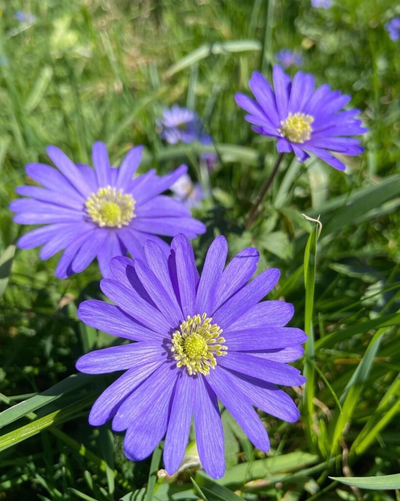 Grecian windflower (Anemone blanda) is a low-growing perennial known for its daisy-like flowers in shades of blue, pink, or white, thriving in partial shade and well-draining soil, and adding early spring color to gardens.