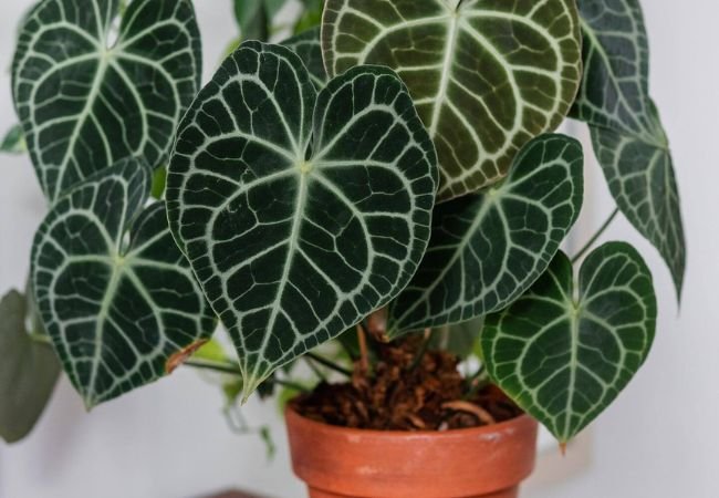 Anthurium clarinervium : Expert Guide to Growing This Stunning Velvet Cardboard Plant (2024)