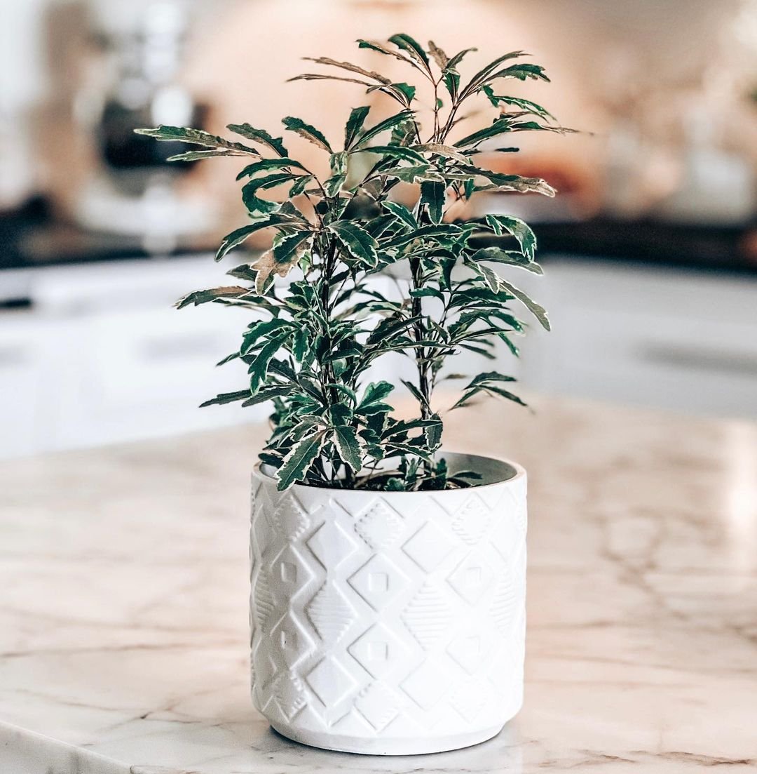 A potted Aralia elegantissima plant displayed on a sleek marble countertop, showcasing its lush green foliage.