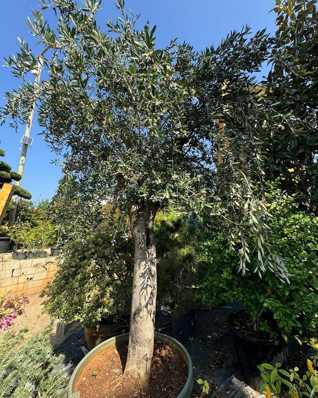 A potted Arbequina olive tree stands on the ground, showcasing its lush green leaves and sturdy trunk.