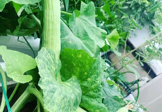 Armenian Cucumber : The Ultimate Guide to Growing this Unique Melon (2024)