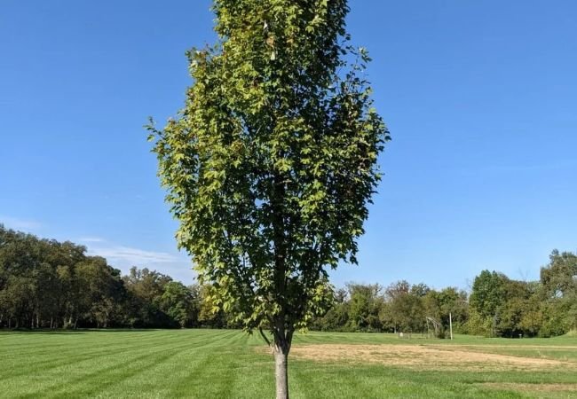 Armstrong Maple Tree : A Comprehensive Guide to Growing This Elegant Columnar Beauty (2024)