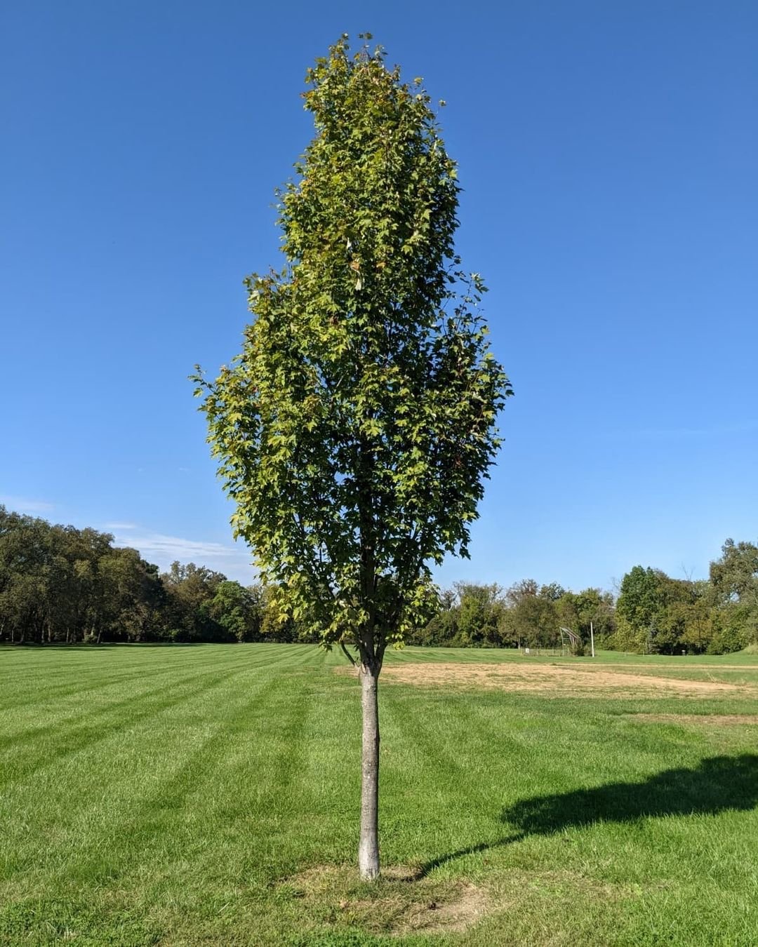 A solitary Armstrong Maple tree stands in a field under a clear blue sky, showcasing nature's beauty and tranquility.