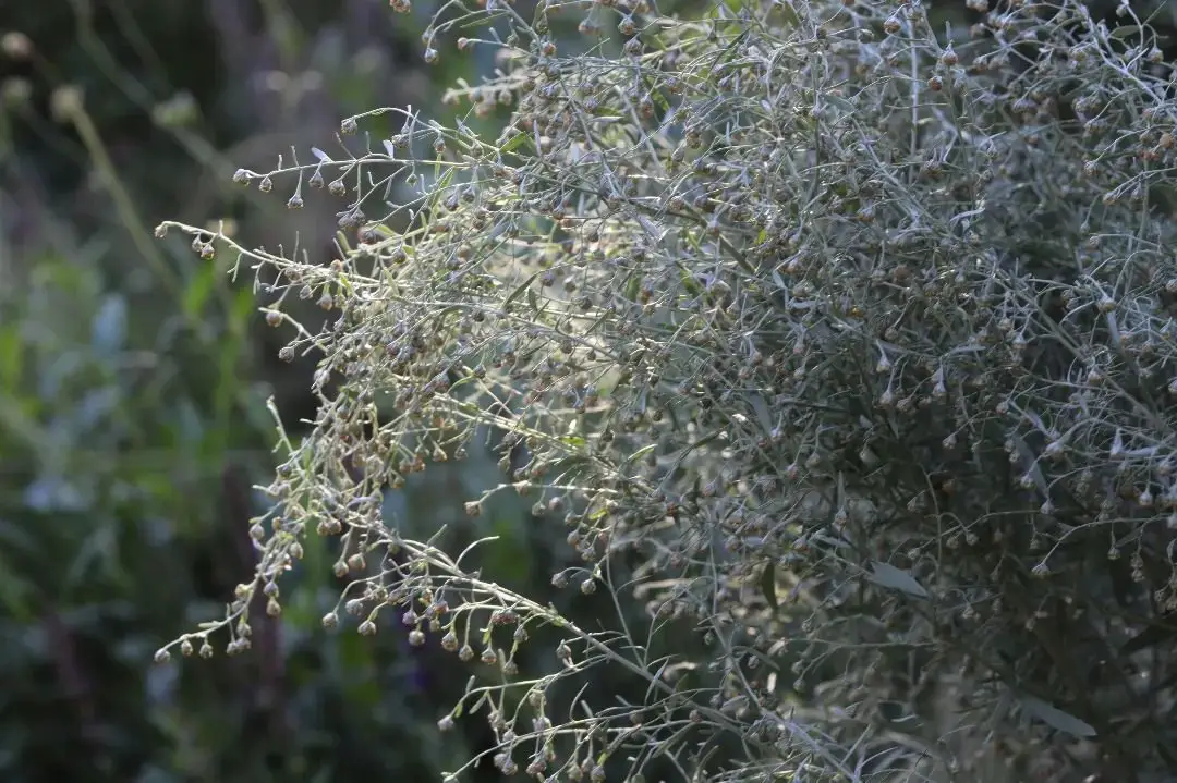 A close-up of an Artemisia plant adorned with numerous small white flowers, showcasing its delicate beauty.