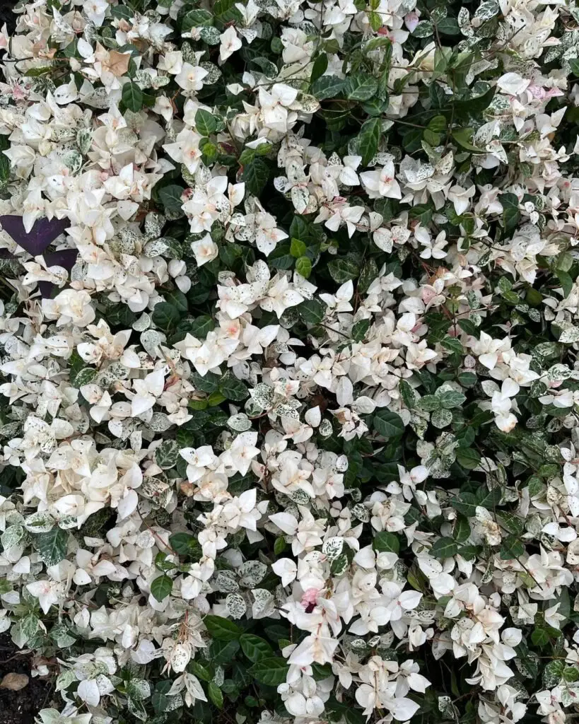 Asiatic Jasmine