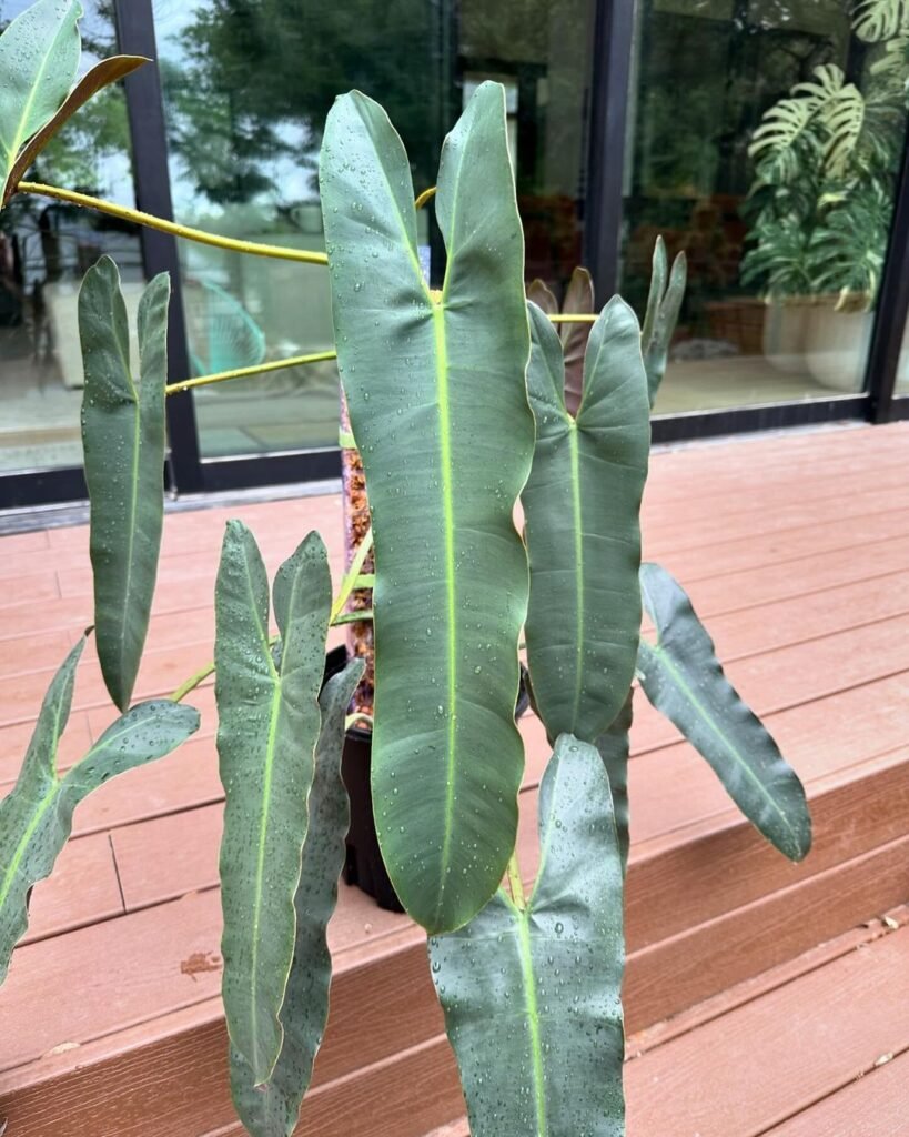 Philodendron atabapoense is a tropical plant with striking, large, heart-shaped leaves and a climbing growth habit, making it an attractive choice for indoor and outdoor settings.