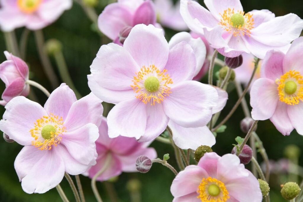 Anemone x hybrida, also known as Japanese anemone, is a hardy perennial with graceful, cup-shaped flowers in shades of pink, white, or lavender, thriving in partial shade