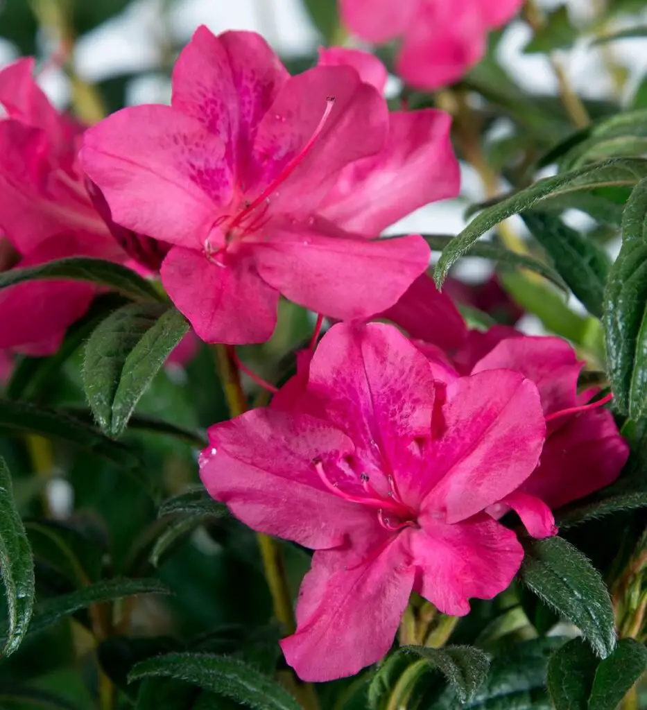 Azalea varieties include *Kurume*, known for its compact size and vivid blooms; *Encore*, prized for reblooming multiple times a year; and *Satsuki*, popular for its late-season flowers and diverse color range.
