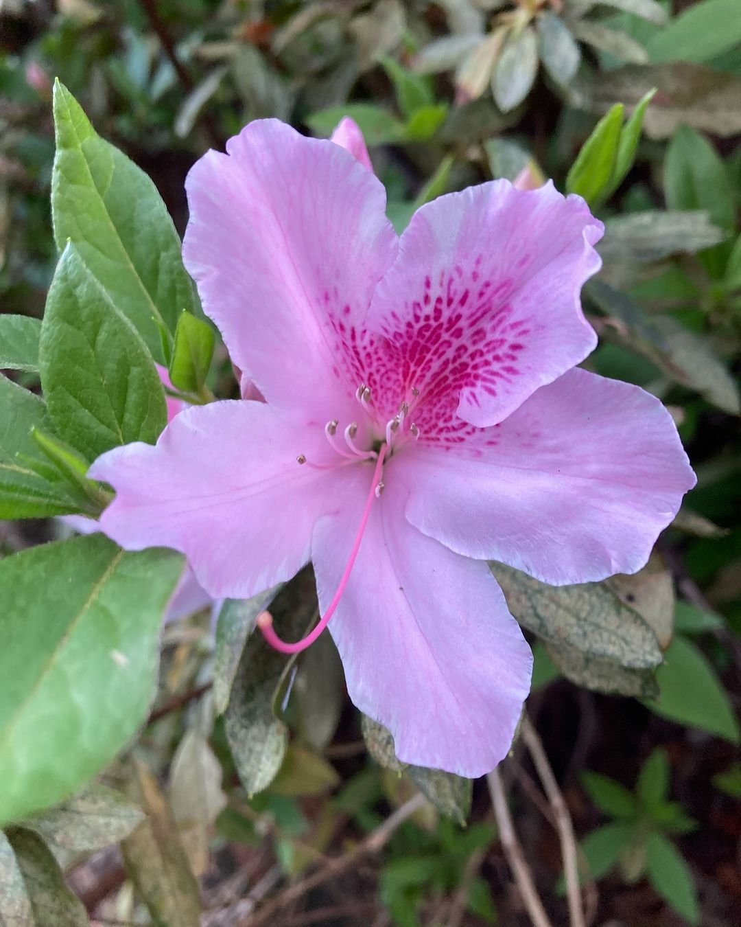 A pink azalea flower surrounded by vibrant green leaves in the background.