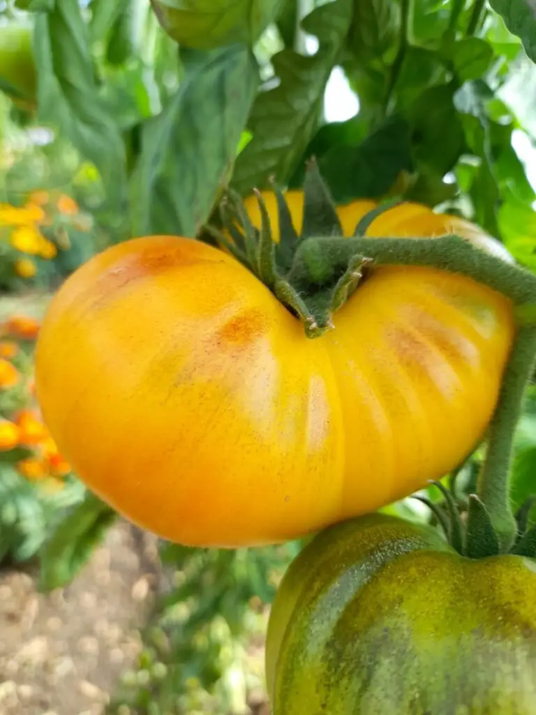 Azoychka is a unique heirloom tomato variety known for its bright yellow color, sweet flavor, and juicy texture, thriving in full sun and ideal for fresh eating and salads.