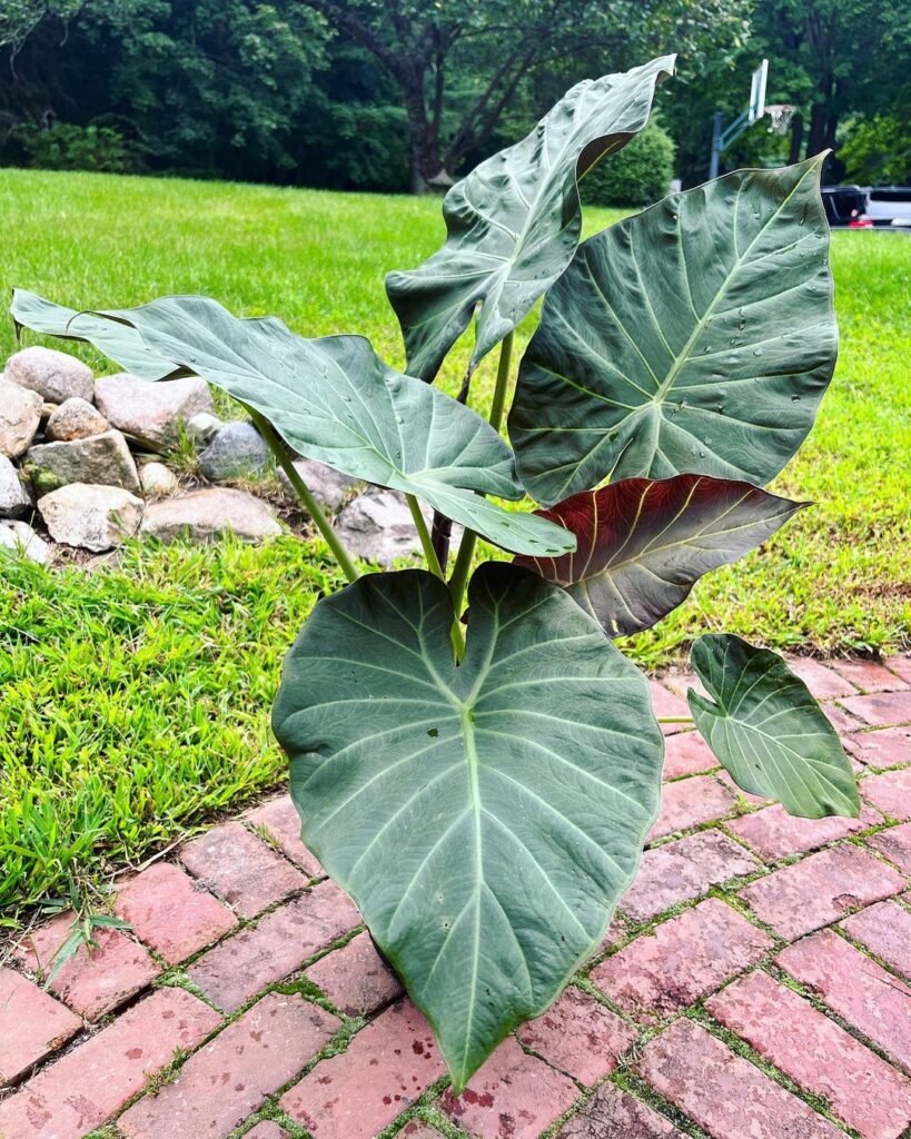 Alocasia Regal Shield is a striking tropical plant known for its large, dark green leaves with deep veins, offering a dramatic contrast in any indoor or outdoor garden setting.